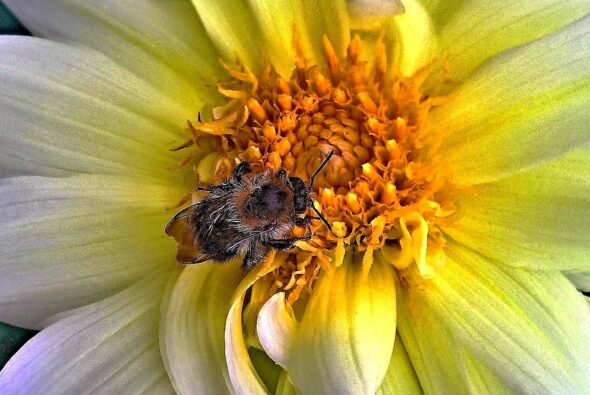 Wie sich städtische Wildbienen ernähren